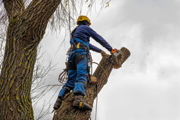 Best Emergency Storm Tree Removal  in Brigham City, UT